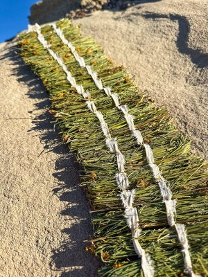 Wild Foraged Navajo Tea Bundles