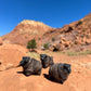 Navajo Made Dibé (Sheep) Figurine- Black Churro