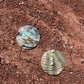 Navajo Made Abalone Earrings